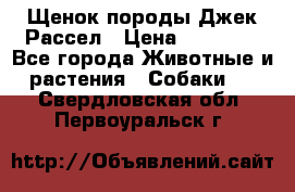 Щенок породы Джек Рассел › Цена ­ 45 000 - Все города Животные и растения » Собаки   . Свердловская обл.,Первоуральск г.